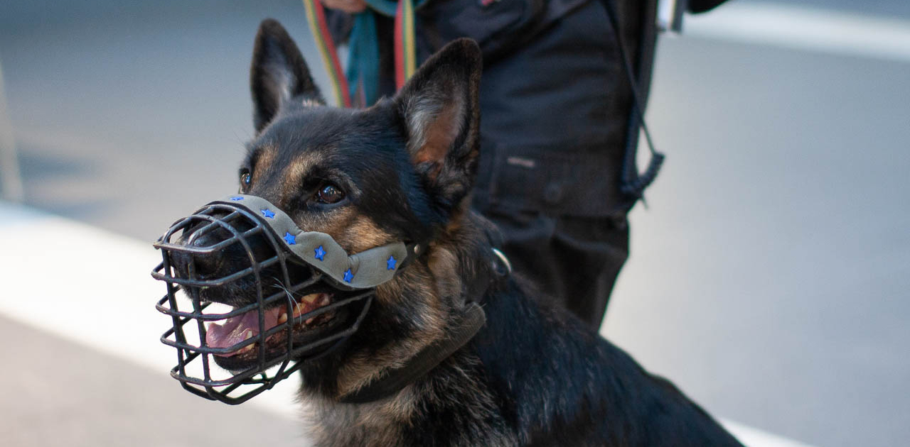 Diensthund mit Beißkorb