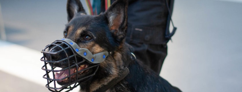 Schäferhund mit Maulkorb im Dienst