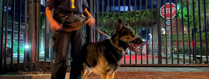 Diensthundeteam nachts in der Stadt