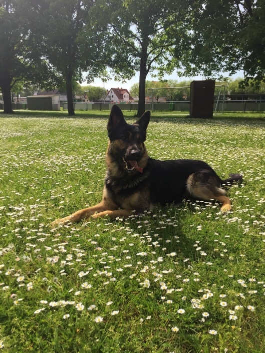 Diensthund in Wiese liegend Diensthund in Wiese liegend