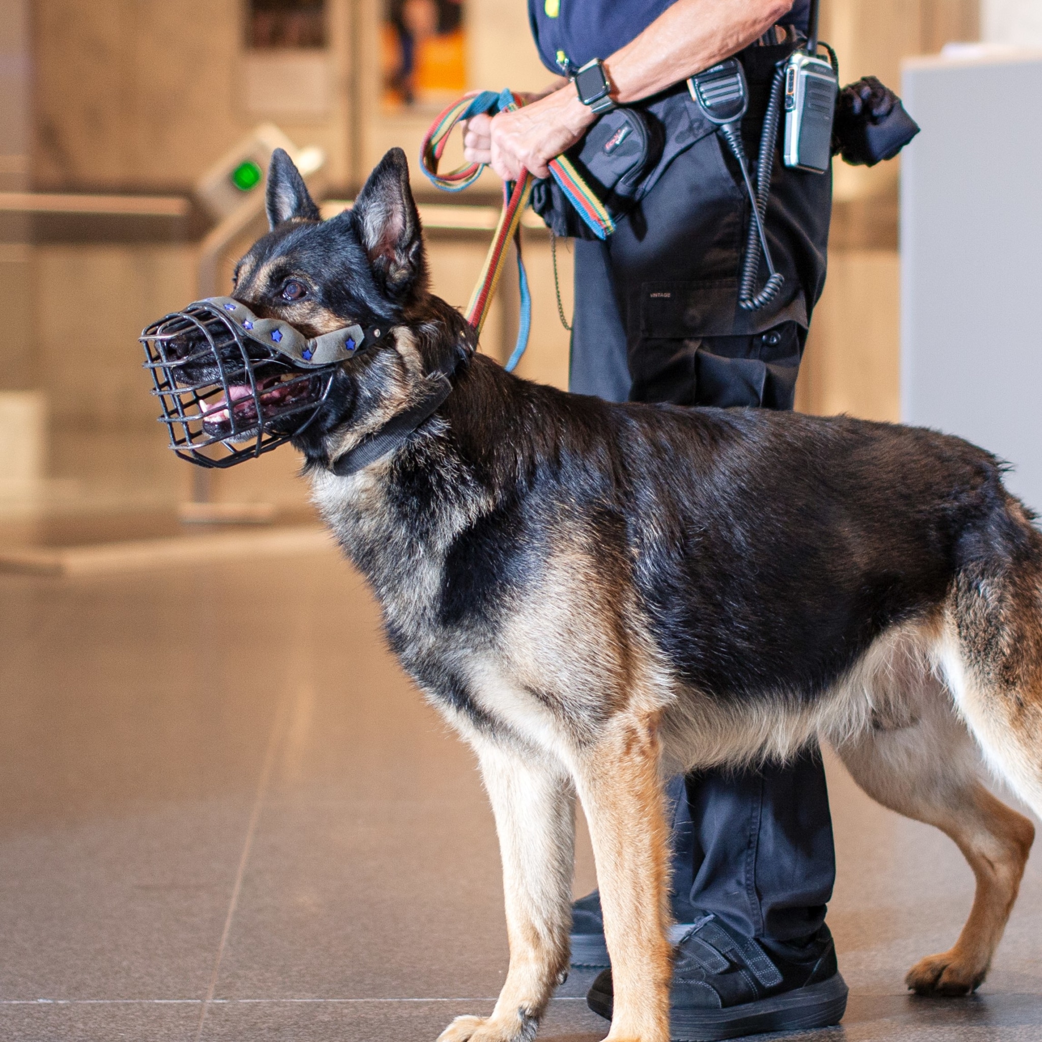 Schutzhund schutzhund