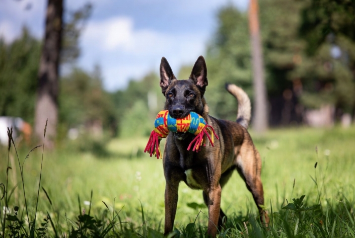 Malinois mit Spielzeug Beitragsbild