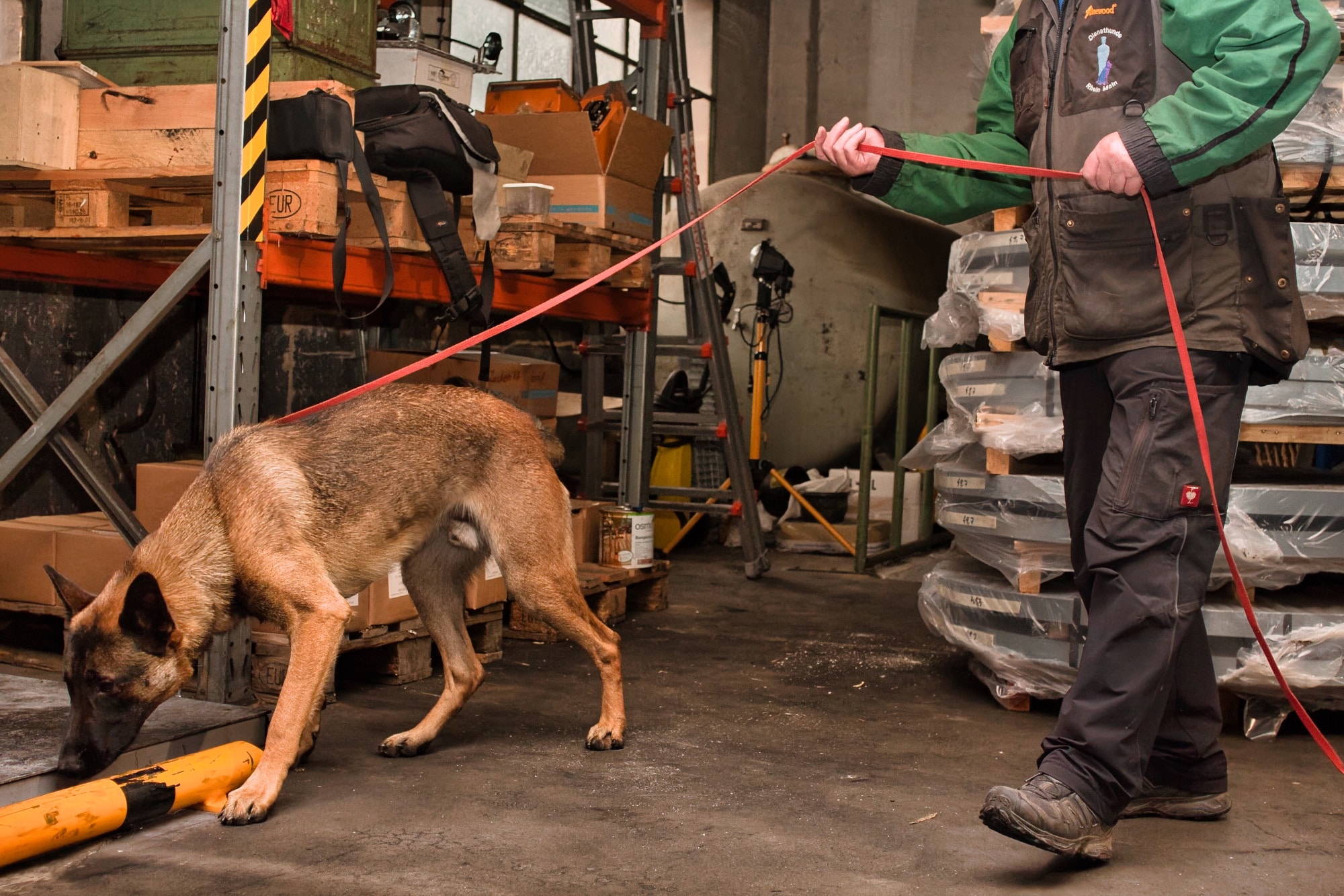 Hund auf Sprengstoffsuche